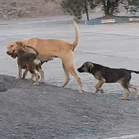 دو قلاده توله سگ نژاد میکس|سگ|رشت, گیل|دیوار