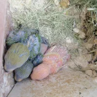 طوطی کوتوله برزیلی روی جوجه|پرنده|سیرجان, |دیوار