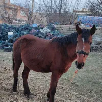 مادیان|اسب و تجهیزات اسب‌سواری|سیلوانه, |دیوار