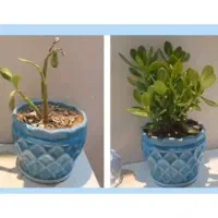 معجزه‌ی قرن برای گل و گیاه