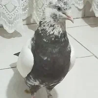 کفتر دم سبز و سرکه ایبا جوجه