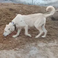 سگ ماده سرابی