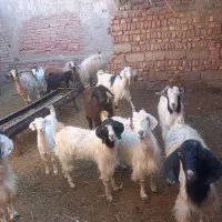 کوسفند