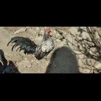 دوعدد خروس مینیاتوری 2