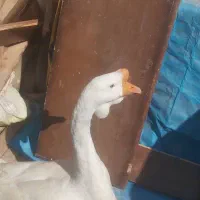 قوقاز|حیوانات مزرعه|گرگان, |دیوار