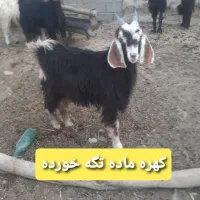 میش کولار کهره بز  قیمت مناسب|حیوانات مزرعه|شیراز, شهرک گلستان|دیوار