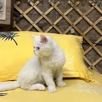 گربه پرشین چشم آبی