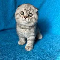 گربه های نژاد دار irancats|گربه|اهواز, بهارستان|دیوار