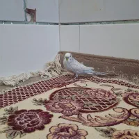 مرغ عشق|پرنده|شهرکرد, |دیوار