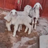 بره چینی دونه ۶۵۰۰