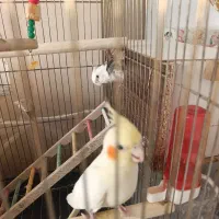 معاوضه عروس با قناری یا گرینچیک