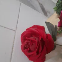 کاملا تمیز و سالم|گل مصنوعی|محمدشهر, جعفرآباد|دیوار