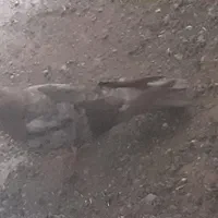 کبوتر زاغ
