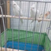 عروس هلندی|پرنده|سرپل ذهاب, |دیوار