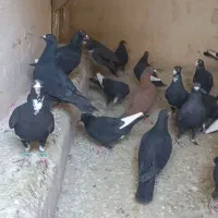 33تا نرسوراخ