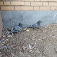 کبوترپلاکی