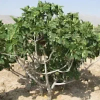 یک هکتار باغ انجیر