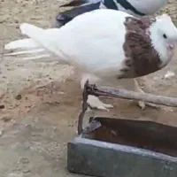 کبوتر طوقی شازده نرماده|پرنده|راهگان, |دیوار