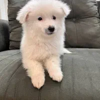 سگ‌‌۳عددتوله پامر