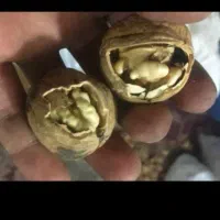 فروش گردو الو کشمش و بادام بوانات|خوردنی و آشامیدنی|شیراز, شهرک بهار|دیوار