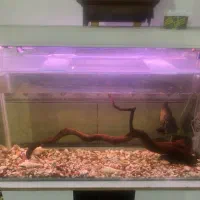 ماهی|ماهی|بندرعباس, |دیوار