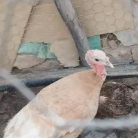 بوقلمون