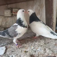 کبوتر پرشی دهنجور|پرنده|جویبار, |دیوار