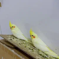 دوتا عروس هلندی