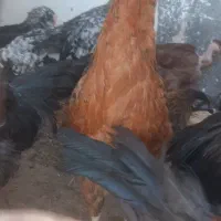 جوجه خروس|حیوانات مزرعه|نیشابور, شهرک بهارستان|دیوار