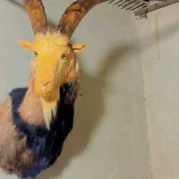 مجسمه طبیعی