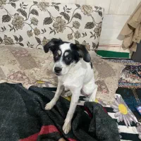 واگذاری سگ اشپیتز رایگان|سگ|مشهد, شهید بصیر|دیوار