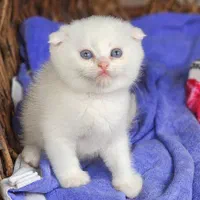 فروشگاه گربه ها ( پرشین / اسکاتیش /بریتیش) گوگولی|گربه|رشت, گلسار|دیوار