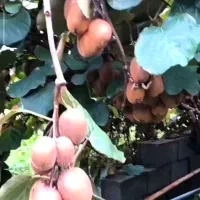 کود ارگانیک باغ کیوی/از هر درخت ۱۰۰ کیلو برداشت کن