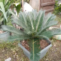 انواع گل حیاطی وداخل منزل