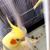 عروس هلندی تازه به دنیا اومده|پرنده|خلخال, |دیوار