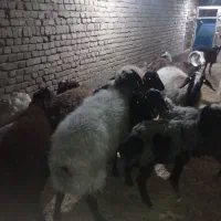 12عدد 3 عددبز یک عدد تکه پاکستانی و8عدد گوسفند