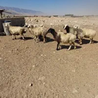 میش|حیوانات مزرعه|شیراز, برمشور علیا|دیوار