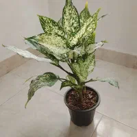 گل و گیاه آپارتمانی