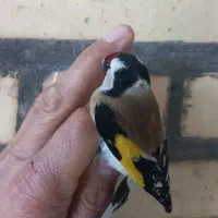 سهره زرد|پرنده|دزفول, |دیوار