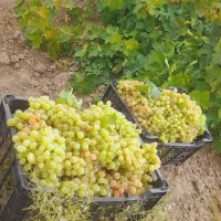 انگور اعلا درجه یک