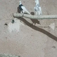 طوقی سرور الماسی سیاه