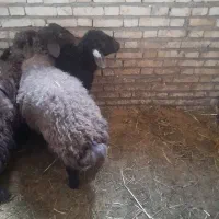 فروش‌۲تا‌بره‌ماده