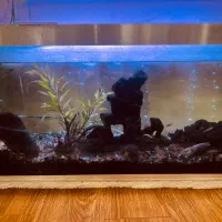 آکواریوم با تمام وسایل ۷۰۰۰۰۰۰|ماهی|رشت, گلباغ نماز|دیوار