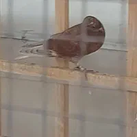 جوجه سرخ گم شده