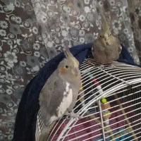 عروس هلندی ماده