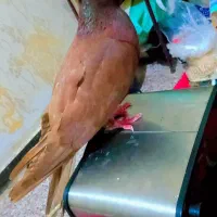 کبوترصربستانی