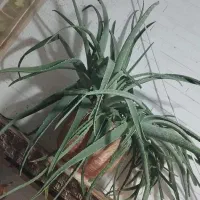 گل طبیعی و خوراکی الوئورا