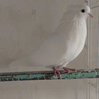 14 کفتر زیبا و پرشی|پرنده|آفتاب, |دیوار