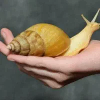 حلزون آچاتینا