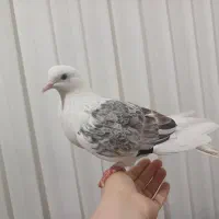 کبوتر ۵۰۰۰۰۰تومان